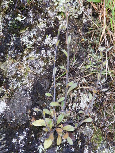 Myosotis australis (Myosotis australis)
