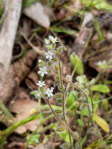 Myosotis australis (Myosotis australis)
