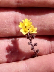 Myosotis australis (Myosotis australis)