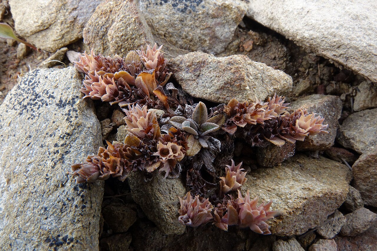 Myosotis drucei: Myosotis glauca