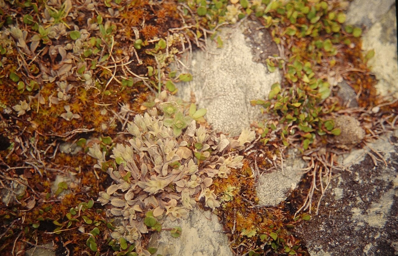 Myosotis drucei: Myosotis glauca