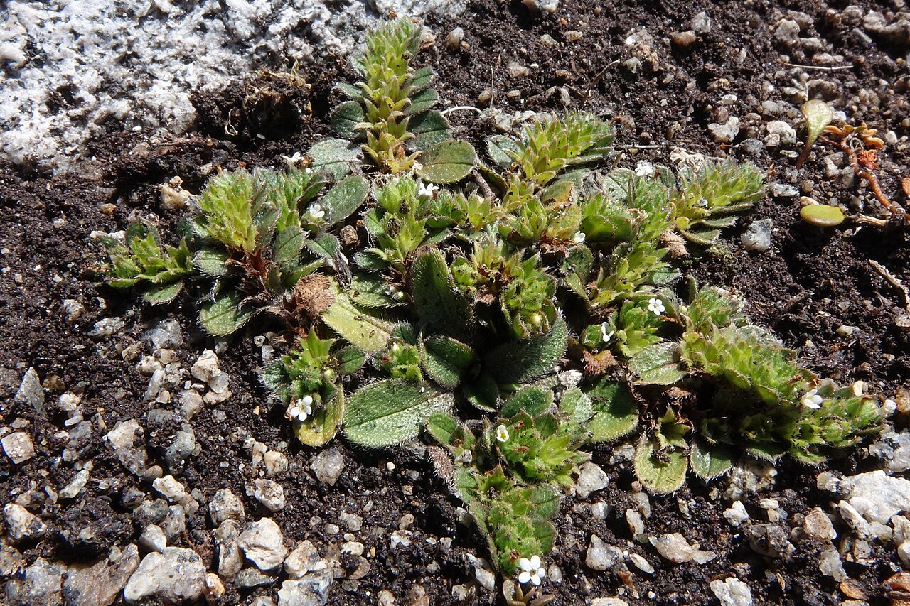 Myosotis drucei: Myosotis pygmaea