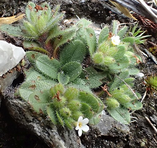 Myosotis drucei: Myosotis drucei