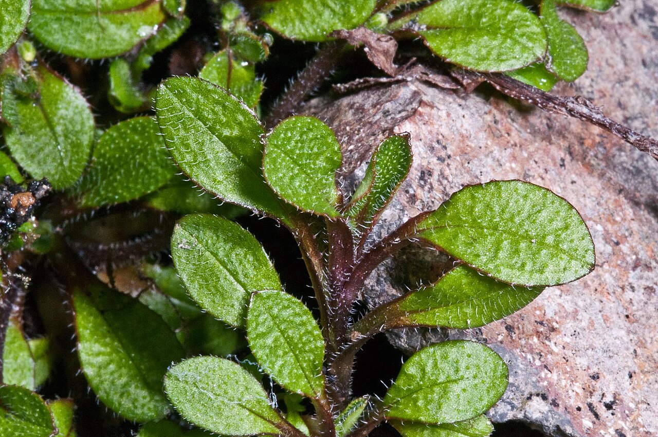 Myosotis drucei (Myosotis drucei)