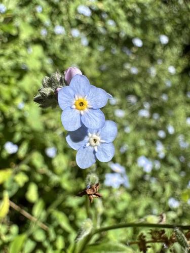 Broadleaf forget-me-not (Myosotis latifolia)