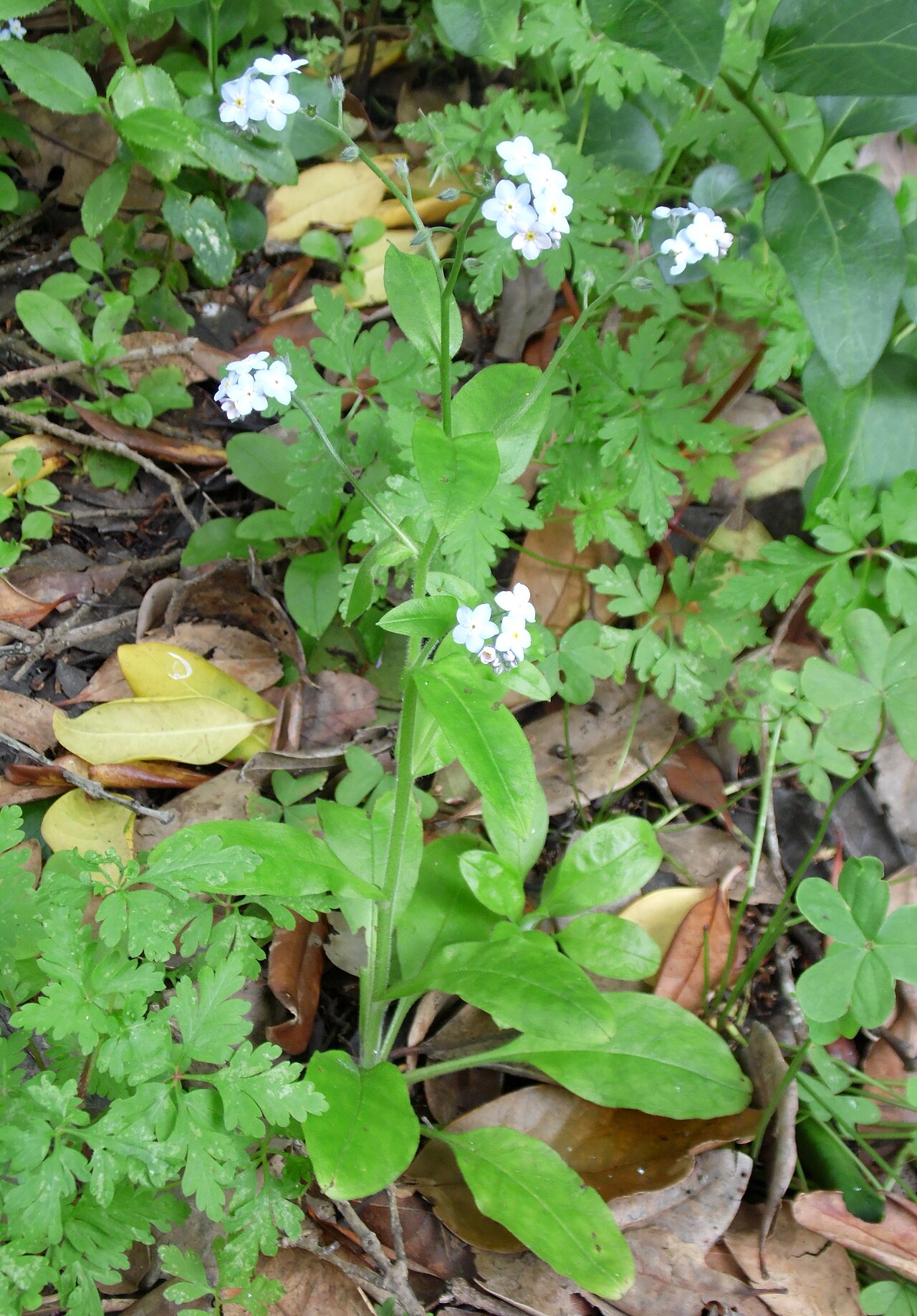 Broadleaf forget-me-not: Myosotis latifolia in Los Tilos de Moya, Gran Canaria