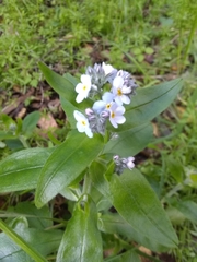 Broadleaf forget-me-not (Myosotis latifolia)