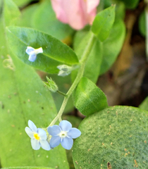 Broadleaf forget-me-not (Myosotis latifolia)