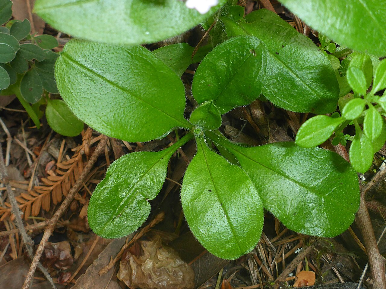 Broadleaf forget-me-not: broadleaf forget-me-not