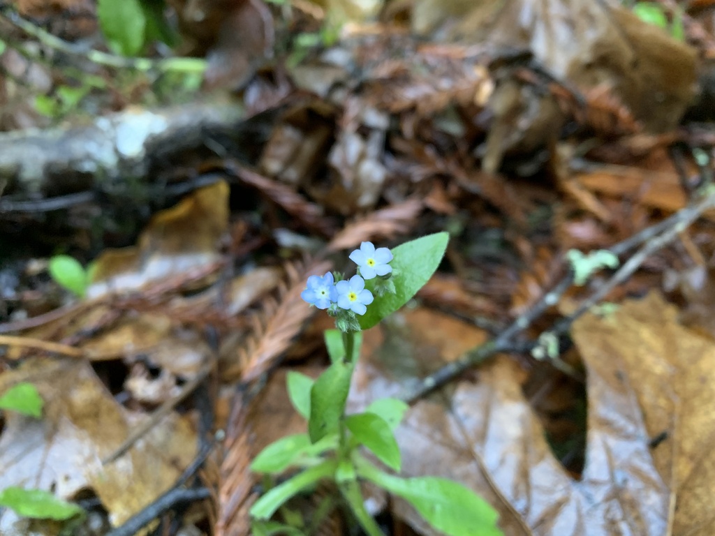 Broadleaf forget-me-not (Myosotis latifolia)