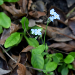 Broadleaf forget-me-not (Myosotis latifolia)