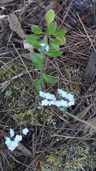 Broadleaf forget-me-not (Myosotis latifolia)
