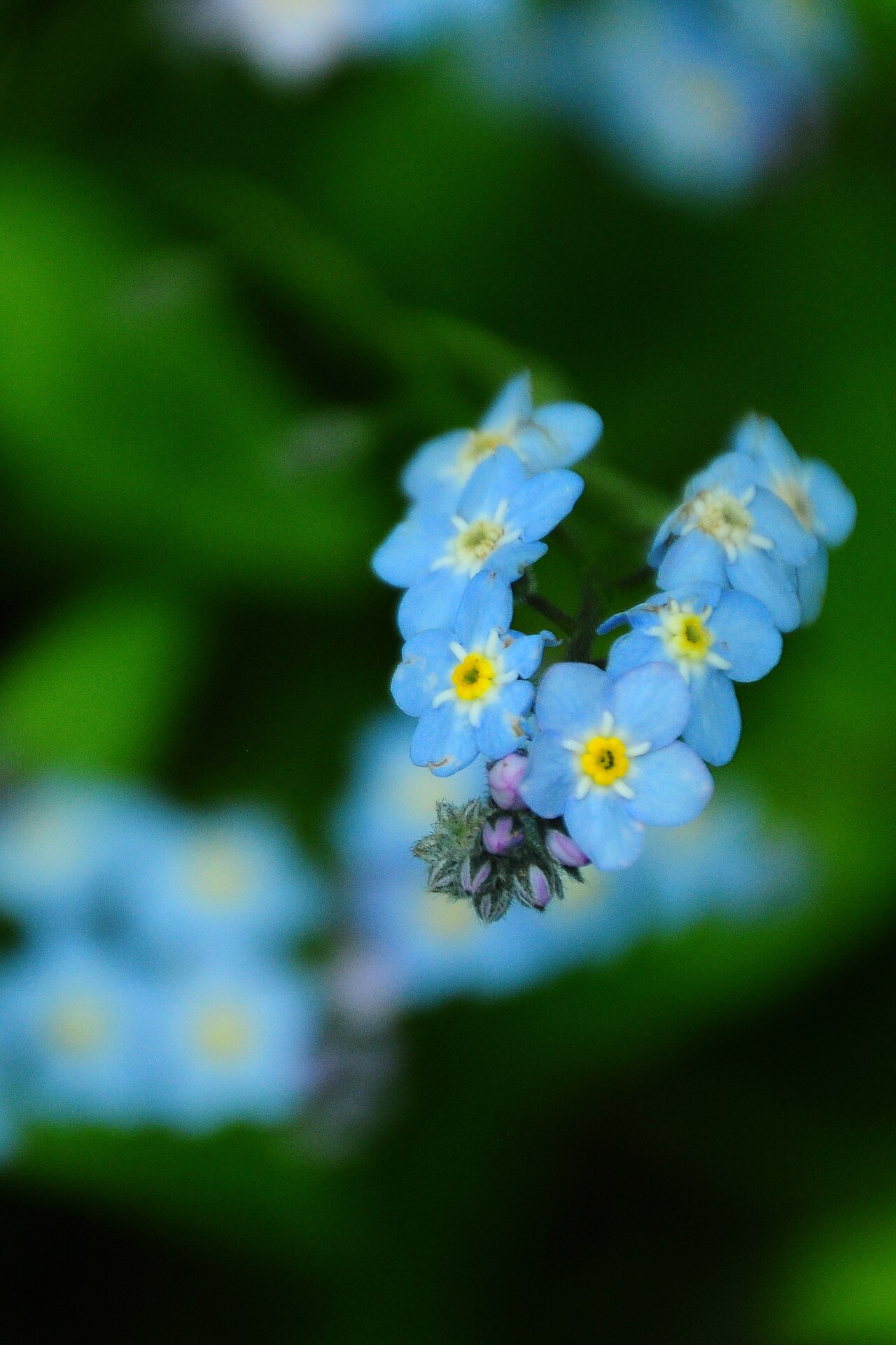 Broadleaf forget-me-not: 14002