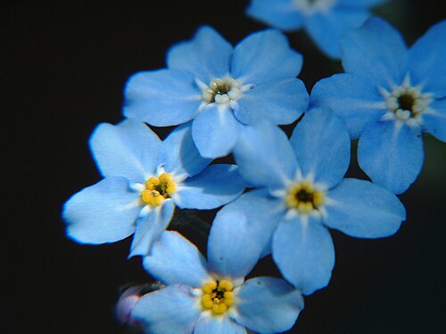 Broadleaf forget-me-not: Myosotis latifolia