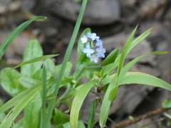 Broadleaf forget-me-not (Myosotis latifolia)
