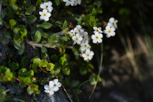 Myosotis lyallii (Myosotis lyallii)