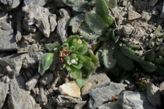 Myosotis lyallii (Myosotis lyallii)