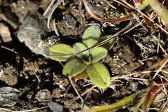 Myosotis lyallii (Myosotis lyallii)