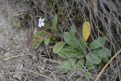 Myosotis lyallii (Myosotis lyallii)