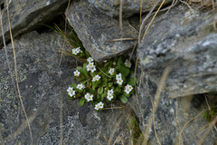 Myosotis lyallii (Myosotis lyallii)