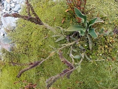 Myosotis macrantha (Myosotis macrantha)