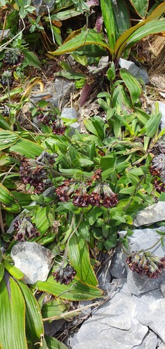 Myosotis macrantha (Myosotis macrantha)