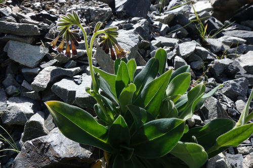 Myosotis macrantha (Myosotis macrantha)