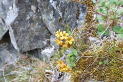 Myosotis macrantha (Myosotis macrantha)