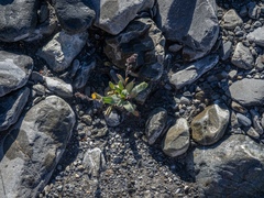 Myosotis macrantha (Myosotis macrantha)