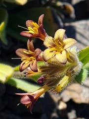 Myosotis macrantha (Myosotis macrantha)