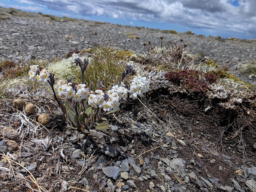 Myosotis saxatilis (Myosotis saxatilis)