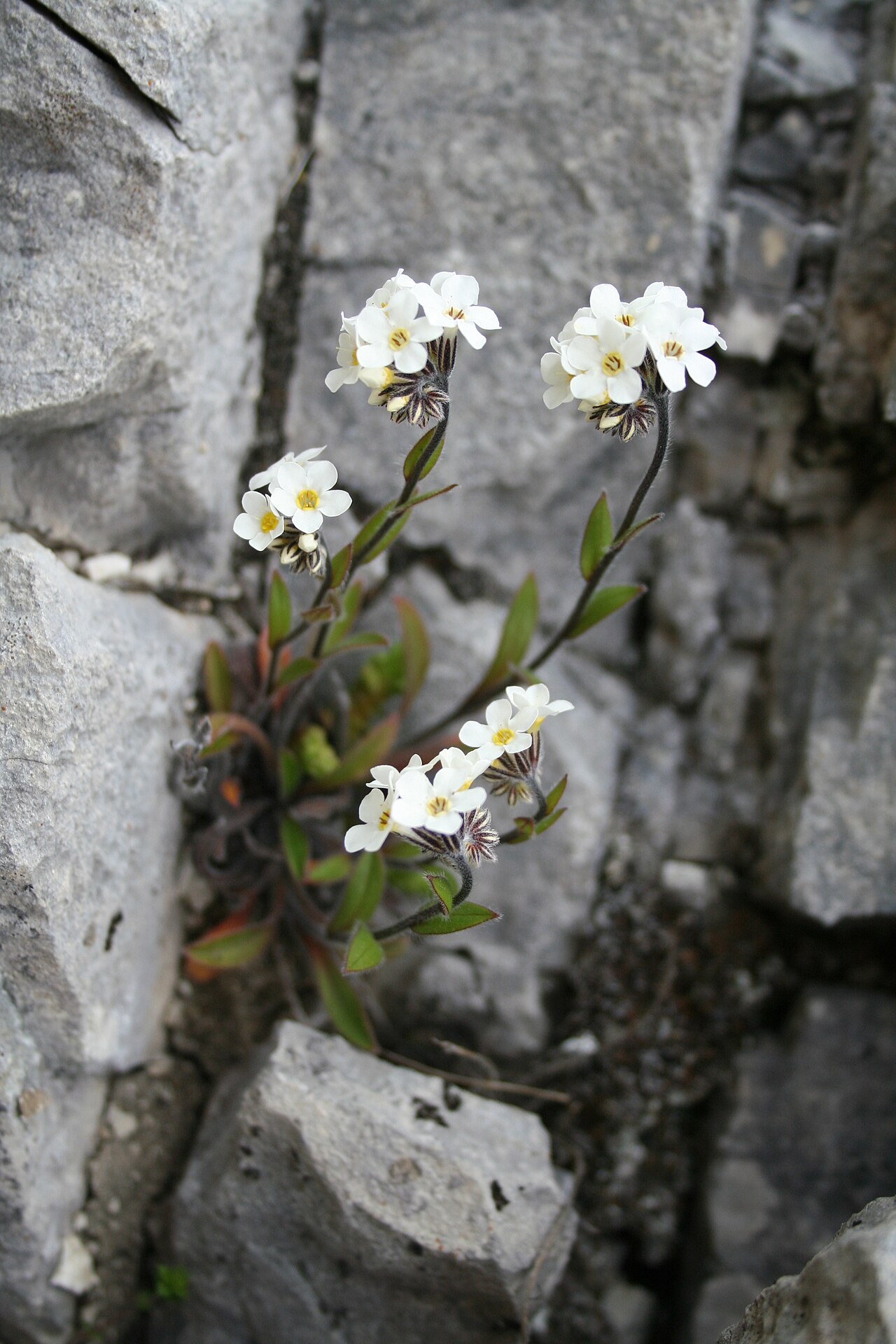 Myosotis saxatilis: Specimen of Myosotis saxatilis Petrie