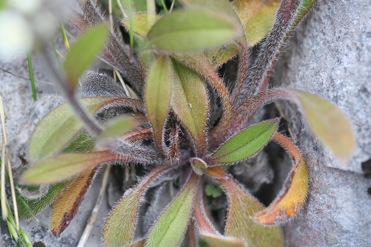 Myosotis saxatilis: Specimen of Myosotis saxatilis Petrie