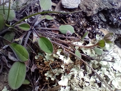 Myosotis saxatilis (Myosotis saxatilis)