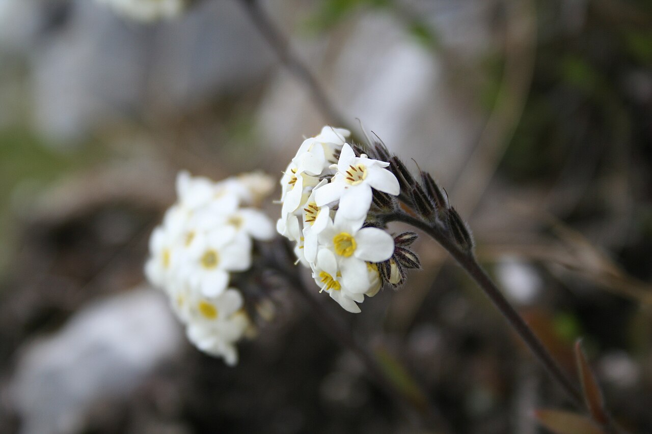 Myosotis saxatilis: Specimen of Myosotis saxatilis Petrie