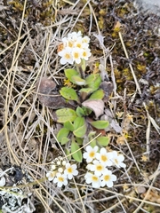 Myosotis saxatilis (Myosotis saxatilis)