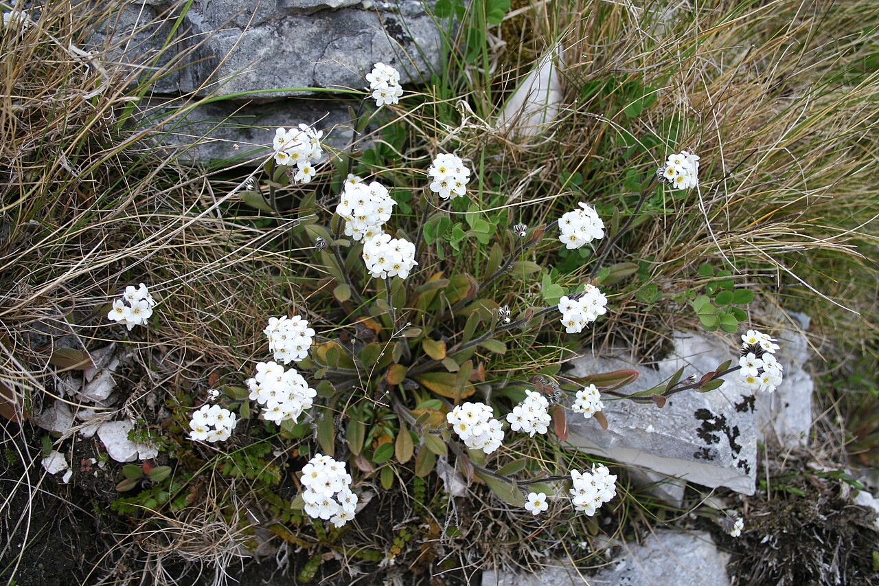 Myosotis saxatilis: Specimen of Myosotis saxatilis Petrie