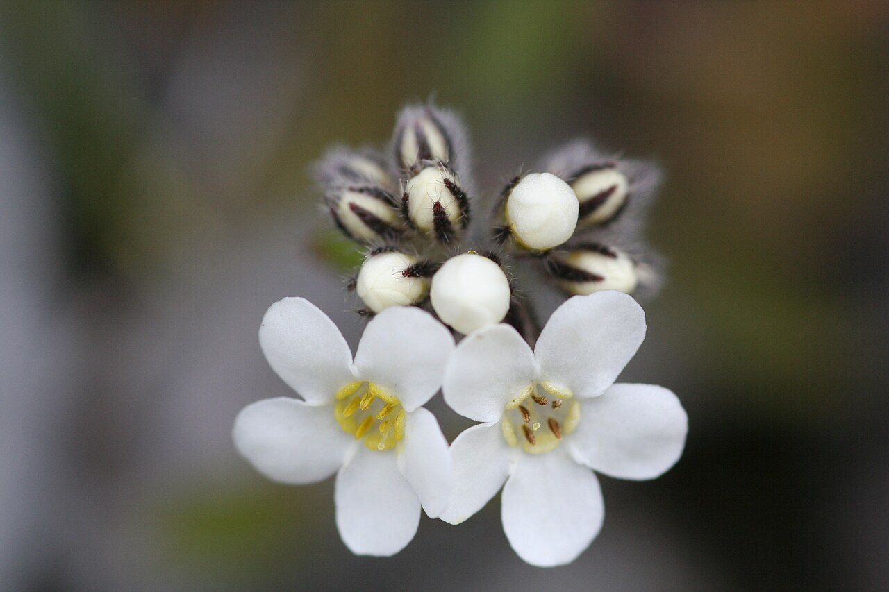 Myosotis saxatilis: Specimen of Myosotis saxatilis Petrie