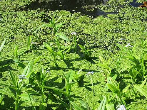 True forget-me-not: Sumpf-Vergissmeinnicht ( Myosotis scorpioides ) am Moscheeweiher im Schwetzinger Schlossgarten