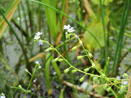 True forget-me-not: Sumpf-Vergissmeinnicht ( Myosotis scorpioides ) im Bürgerpark Saarbrücken