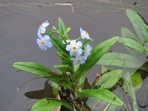 True forget-me-not: Sumpf-Vergissmeinnicht ( Myosotis scorpioides ) am Kraichbach in Hockenheim