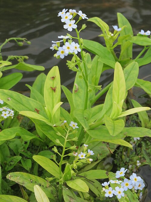 True forget-me-not: Sumpf-Vergissmeinnicht ( Myosotis scorpioides ) am Kraichbach in Hockenheim
