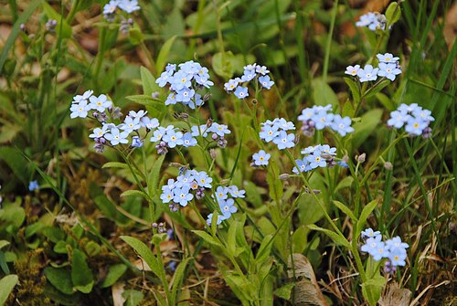 True forget-me-not: Förgätmigej