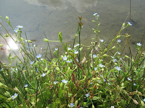 True forget-me-not: Sumpf-Vergissmeinnicht ( Myosotis scorpioides ) im Bürgerpark Saarbrücken