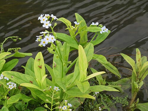True forget-me-not: Sumpf-Vergissmeinnicht ( Myosotis scorpioides ) am Kraichbach in Hockenheim