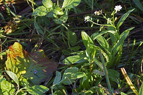 True forget-me-not: Moerasvergeet-me-nietje Myosotis scorpioides subsp. scorpioides