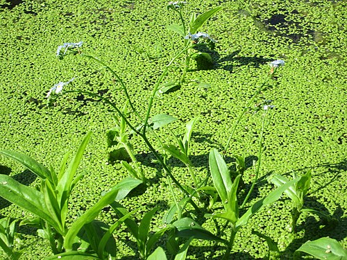 True forget-me-not: Sumpf-Vergissmeinnicht ( Myosotis scorpioides ) am Moscheeweiher im Schwetzinger Schlossgarten