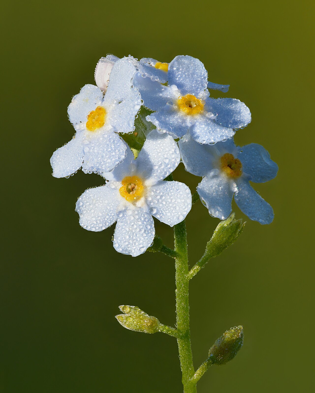 True forget-me-not: Flowers of water forget-me-not (Ø8–12 mm) covered with morning dew