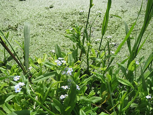True forget-me-not: Sumpf-Vergissmeinnicht ( Myosotis scorpioides ) und Kleine Wasserlinse ( Lemna minor ) am Kraichbach in Hockenheim