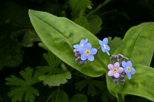 Woodland forget-me-not (Myosotis sylvatica)